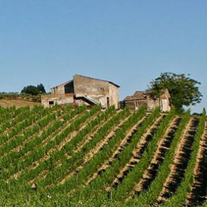 Contesa-vineyard Contesa-vineyard